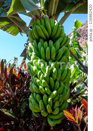 Fresh green bananas bunch, Madeira, Portugal 116862420