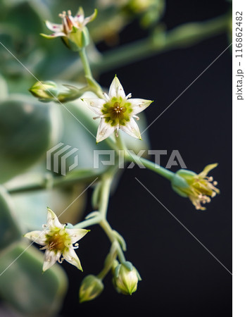 Beautiful mother of pearl or ghost plant succulent flowers with black background. Close up of cactus flower. Field of depth and blur is done intentionally Beautiful mother of pearl or ghost plant succulent flowers with black background. Close up of cactus flower. Field of depth and blur is done intentionally 116862482