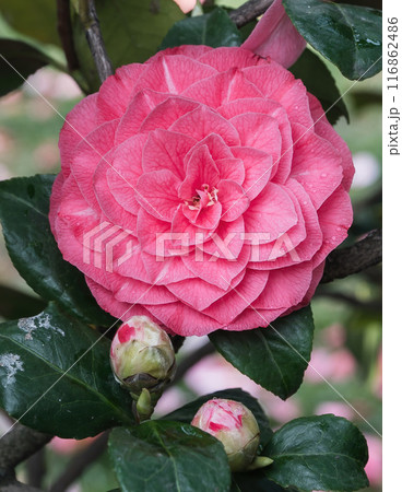 Beautiful vibrant pink Japanese Camellia flowers, Camelia Japonica in the Japanese garden, Istanbul, Turkey 116862486