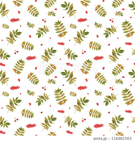 Rowan leaves and berries. Watercolor seamless pattern. Botanical illustration with red berry, autumn leaf. Sorbus aucuparia, or mountain ash, or quick beam. For room decor, print, textile design. Rowan leaves and berries. Watercolor seamless pattern. Botanical illustration with red berry, autumn leaf. Sorbus aucuparia, or mountain ash, or quick beam. For room decor, print, textile design. 116862563