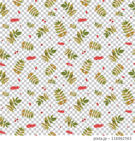 Rowan leaves and berries. Watercolor seamless pattern. Botanical illustration with red berry, autumn leaf. Sorbus aucuparia, or mountain ash, or quick beam. For room decor, print, textile design. Rowan leaves and berries. Watercolor seamless pattern. Botanical illustration with red berry, autumn leaf. Sorbus aucuparia, or mountain ash, or quick beam. For room decor, print, textile design. 116862563