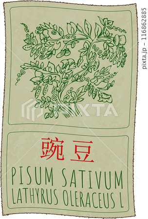 Vector drawing PISUM SATIVUM in Chinese. Hand drawn illustration. Latin name is LATHYRUS OLERACEUS L 116862885