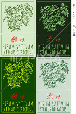Set of vector drawing PISUM SATIVUM in Chinese in various colors. Hand drawn illustration. Latin name is LATHYRUS OLERACEUS L. Set of vector drawing PISUM SATIVUM in Chinese in various colors. Hand drawn illustration. Latin name is LATHYRUS OLERACEUS L. 116862886