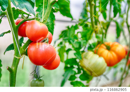 Ripe red tomatoes 116862905