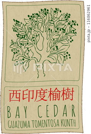 Vector drawing BAY CEDAR in Chinese. Hand drawn illustration. Latin name is GUAZUMA TOMENTOSA KUNTH 116862961