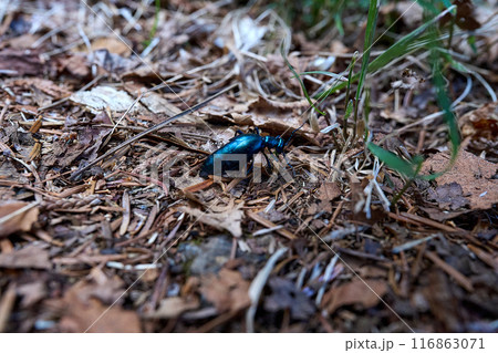 ヒメツチハンミョウ ヒメツチハンミョウ 116863071