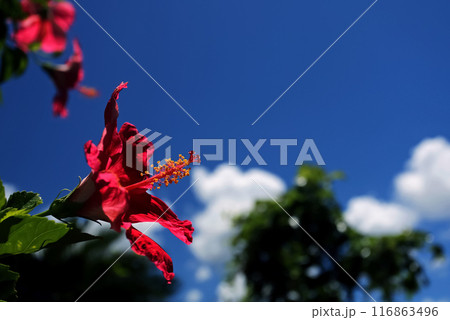 沖縄の青い空と赤いハイビスカス 116863496