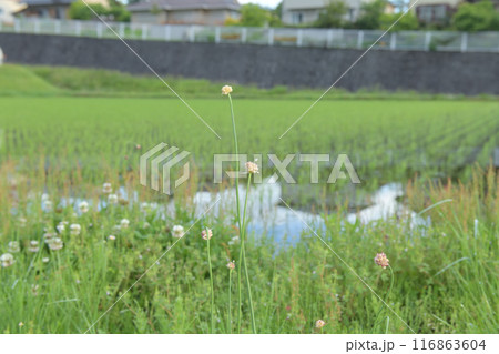 北杜市白州町の田植えの済んだ田んぼの畦道に咲くノビルの花 116863604