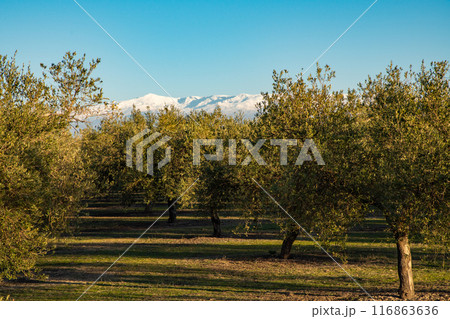 オリーブ畑とシエラネバダ山脈 116863636