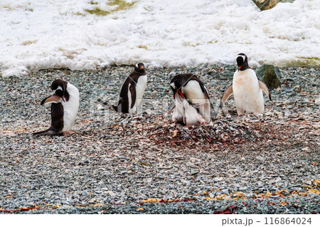 Gentoo Penguins in Antarctica Gentoo Penguins in Antarctica 116864024
