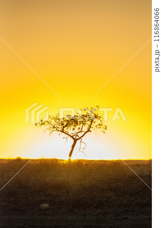 Sunset at Sesriem Canyon 116864066