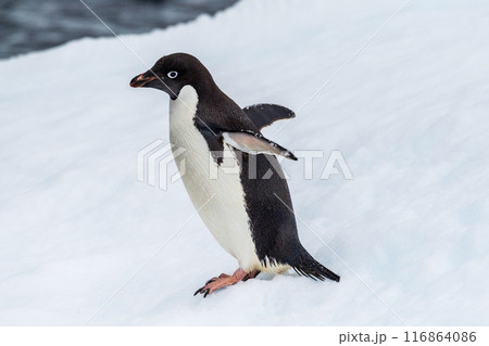 Adelie Penguin standing on an iceberg Adelie Penguin standing on an iceberg 116864086