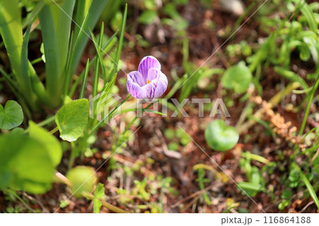 クロッカスの花 116864188