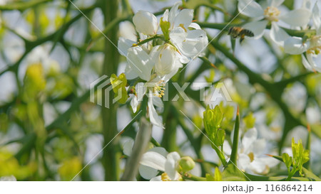 Trifoliate Orange Blossom. Bee Pollination Of Spring Blossoming Beautiful Flower Poncirus Trifoliata. Close up. Trifoliate Orange Blossom. Bee Pollination Of Spring Blossoming Beautiful Flower Poncirus Trifoliata. Close up. 116864214