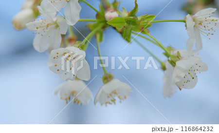 Blooming Cherry Tree In Spring. Flowering Wild Cherry. Branch Of Sweet Cherry. Close up. 116864232