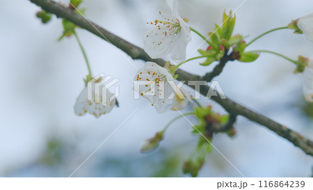 Bird Cherry Tree Prunus Padus Flowering White Flowers In Spring. Gean Or Bird Cherry. Close up. 116864239