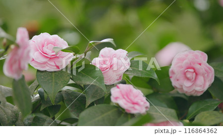 Camellia Japonica Known As April Dawn Blush. Blossoms Of Pink Camellia. 116864362