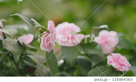 Pink Camellia Japonica. April Dawn Blush. Species Of Camellia. Rose Form Flower In Garden Bloom Under Sun. 116864363