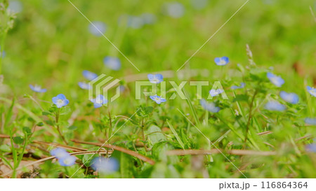 Blue Flowers Of True Forget-Me-Not. Green Spring Background On A Bright Sunny Day. 116864364