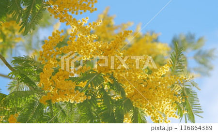 Acacia Derwentii With Yellow Flowers - Symbol Of Spring And Womens Holiday. Sunny Sprinttime Nature Background. Close up. Acacia Derwentii With Yellow Flowers - Symbol Of Spring And Womens Holiday. Sunny Sprinttime Nature Background. Close up. 116864389