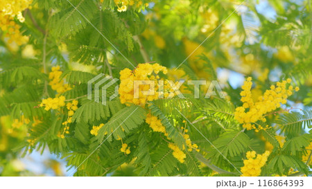 Mimosa Flowers Blooming. Branch Of Spring Mimosa Flowers In Park. Sunny Bokeh Light. Spring Is Coming. Close up. Mimosa Flowers Blooming. Branch Of Spring Mimosa Flowers In Park. Sunny Bokeh Light. Spring Is Coming. Close up. 116864393