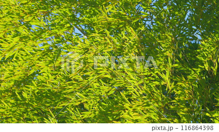 Beautiful Green Bamboo Leaves Warm Spring Day. Green Bamboo Under The Blue Sky In Sunny Day. Still. 116864398