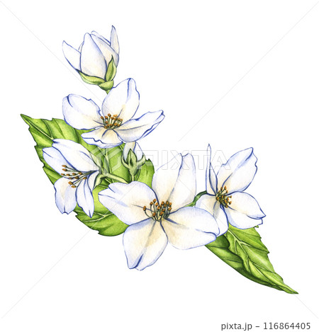 White flower, jasmine flowers isolated on white background. watercolor floral illustrations for invitation, card, design White flower, jasmine flowers isolated on white background. watercolor floral illustrations for invitation, card, design 116864405