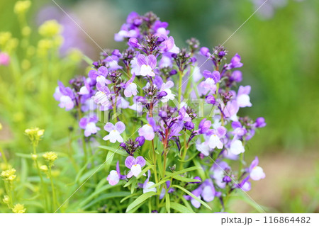 リナリアの花 116864482