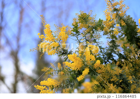 ギンヨウアカシアの花 116864485