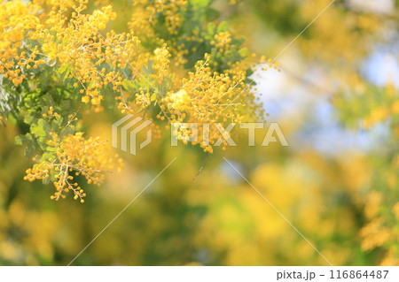 ギンヨウアカシアの花 116864487