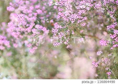 ジャノメエリカの花 満開 ジャノメエリカの花 満開 116864490