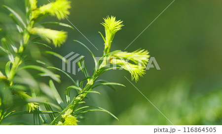 European Yew. New Bright Green With Yellow Stripes Foliage On Taxus Baccata Or Elegantissima. Nature Concept. Close up. European Yew. New Bright Green With Yellow Stripes Foliage On Taxus Baccata Or Elegantissima. Nature Concept. Close up. 116864505