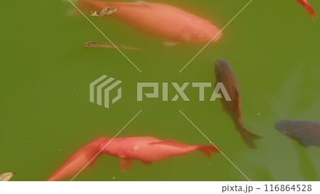 Colored Fish Swim In Pond. Bright Orange Fish. Group Of Different Colorful Carp. Nature Relaxation Background. 116864528