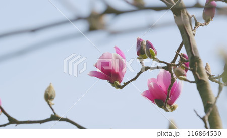 Gorgeous. Magnolia Tree Blossom. Branch Of Tender Spring Pink Flower Primrose Magnolia. Close up. 116864530