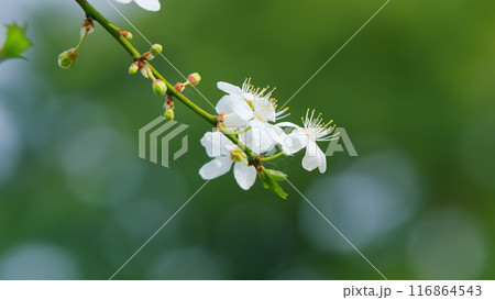Spring Flowering Of Fruit Trees. Small White Flowers In Bloom During Spring. Close up. Spring Flowering Of Fruit Trees. Small White Flowers In Bloom During Spring. Close up. 116864543