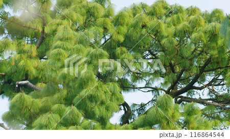Long Needles Chinese White Pine. Bhutan Pine. Blue Soft Needles Pine. Nature Concept. Still. 116864544
