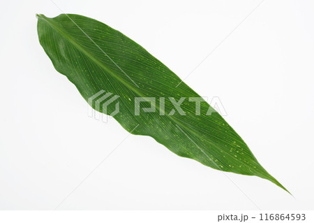 茗荷の葉 116864593