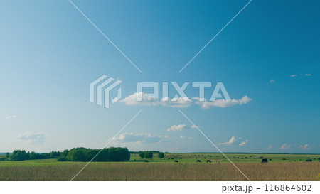 Cows Grazing On A Green Summer Meadow. Panorama Of Grazing Cows In A Meadow With Grass. 116864602