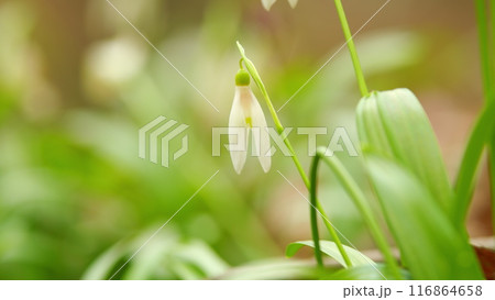 White Snowdrop Flowers. Snowdrops Or Galanthus Nivalis In Bloom. Snowdrop Flowers. Snowdrops Bloom Outdoors In Spring For March 8 Holiday. White Snowdrop Flowers. Snowdrops Or Galanthus Nivalis In Bloom. Snowdrop Flowers. Snowdrops Bloom Outdoors In Spring For March 8 Holiday. 116864658