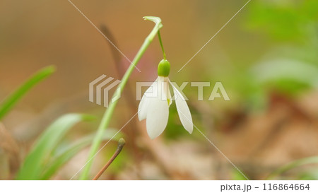 White Small Flower. Beautiful Common Snowdrop. Galanthus Nivalis. Fresh Common Snowdrops. Snowdrops In Bloom In Early Spring. White Small Flower. Beautiful Common Snowdrop. Galanthus Nivalis. Fresh Common Snowdrops. Snowdrops In Bloom In Early Spring. 116864664