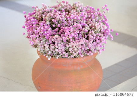 センニチコウの花 ドライフラワー センニチコウの花 ドライフラワー 116864678