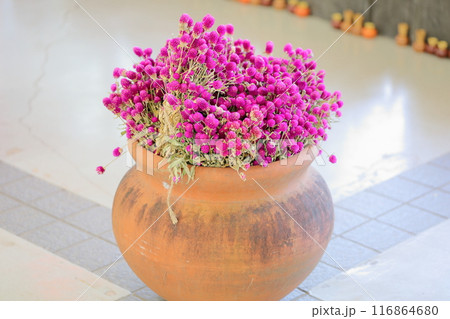 センニチコウの花　ドライフラワー 116864680