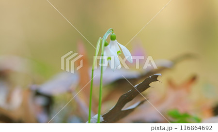 Galanthus Nivalis Or Small Snowdrops. Bulbous Perennial Herbaceous Plants In Family Amaryllidaceae. Galanthus Nivalis Or Small Snowdrops. Bulbous Perennial Herbaceous Plants In Family Amaryllidaceae. 116864692