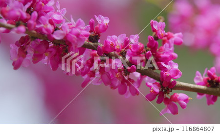Pink Flowers Of Species Of The Genus Cercis Of The Legume Family Or Fabaceae. Close up. Pink Flowers Of Species Of The Genus Cercis Of The Legume Family Or Fabaceae. Close up. 116864807