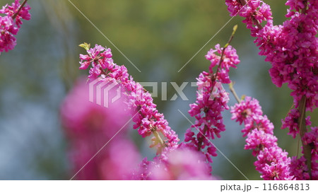Beautiful Flowers Background. Pink Flowers On Judas Tree With Bees Working And Sun Shining Brightly In Spring. Close up. Beautiful Flowers Background. Pink Flowers On Judas Tree With Bees Working And Sun Shining Brightly In Spring. Close up. 116864813