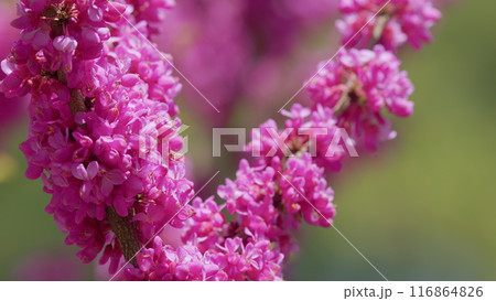 Cercis Siliquastrum Or Judas Tree Pink Flowers During Spring Season. The Deep Pink Flowers. Close up. 116864826