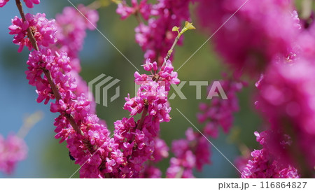 Cercis Siliquastrum Flowers. Stately Tree With Its Purple-Pink Spring Bloom. Close up. Cercis Siliquastrum Flowers. Stately Tree With Its Purple-Pink Spring Bloom. Close up. 116864827