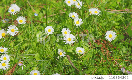 Field Of Chamomiles At Sunny Day At Nature. Common Daisy. Beautiful Summer Meadow. Close up. Field Of Chamomiles At Sunny Day At Nature. Common Daisy. Beautiful Summer Meadow. Close up. 116864862