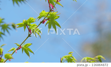 Japanese Maple Leaves And Young Twigs. Spring Young Shoots Of Maple Leaves. Close up. 116864872