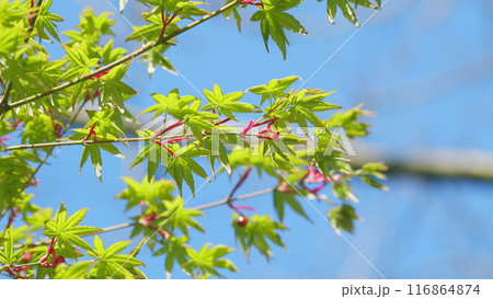 Japanese Maple Latin Name Acer Palmatum. New Green Leaves Of Acer Palmatum. Close up. Japanese Maple Latin Name Acer Palmatum. New Green Leaves Of Acer Palmatum. Close up. 116864874